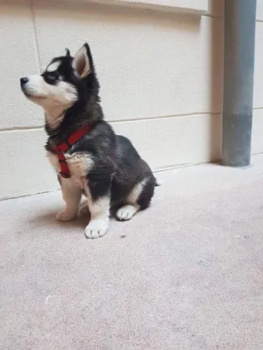 Husky Siberiano: Venha Conferir!!!