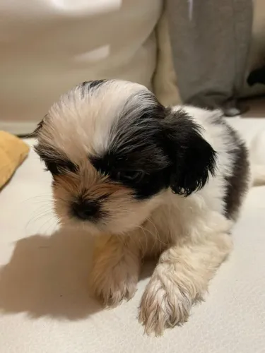 Shitzu disponível 