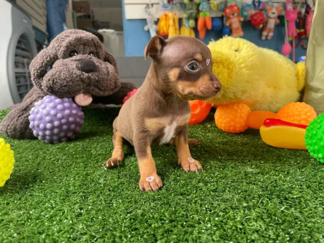 pinscher macho miniatura cor chocolate 