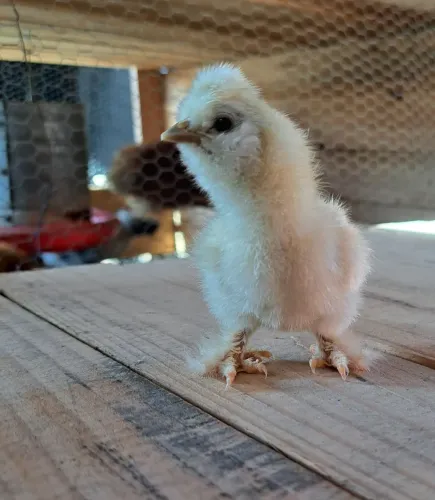 Pintinho Sedosa do Japão 