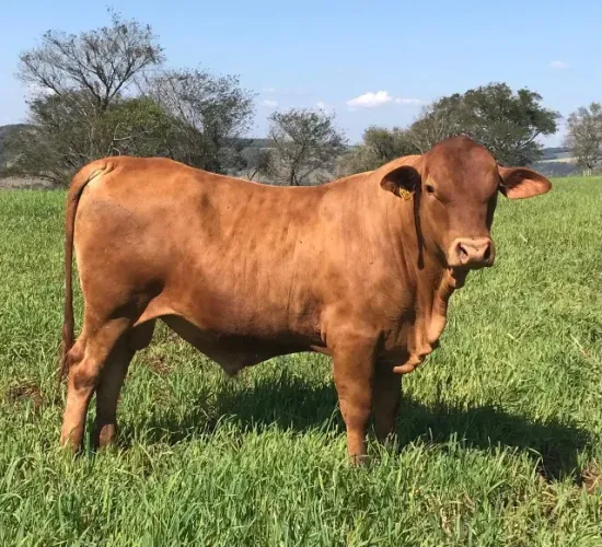 Touros Senepol 3/4 e 7/8