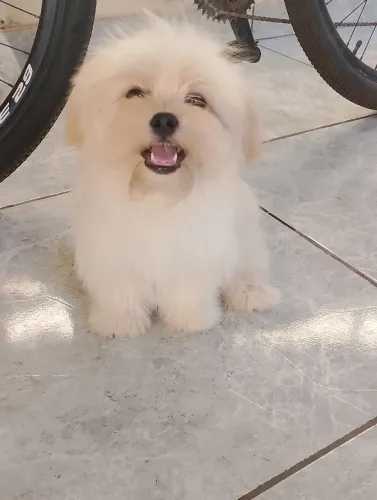 Vendo Shitzu macho braco