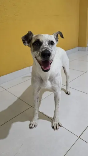 Cachorrinho macho para adoção 2 anos