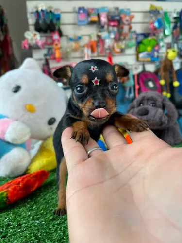 Pinscher fêminha preto e canela mini