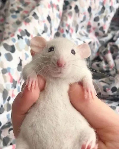 Vendesse ratos Twister macho