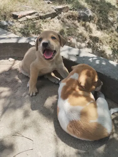 Lindos filhotes de cachorro para adoção 
