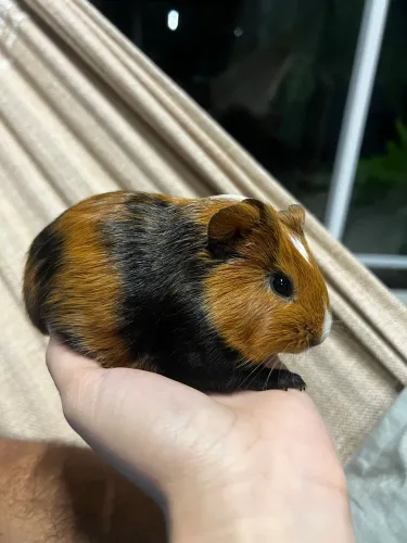 Porquinha da índia filhote macho 