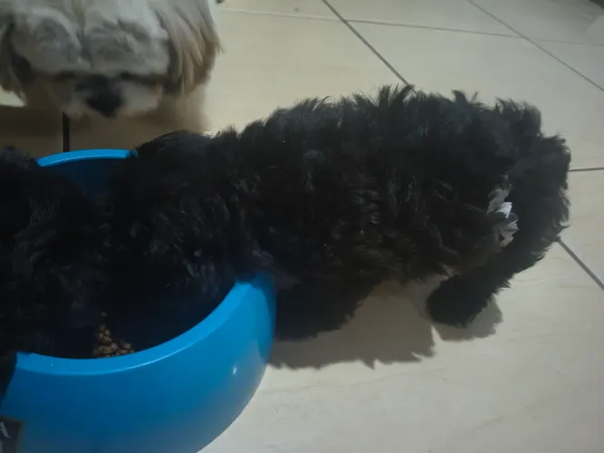 vendo filhote de poodle zero
