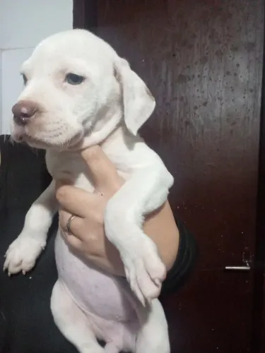 Filhotes fêmea de Pitbull albino 