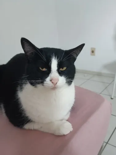 Gata Castrada - ADOÇÃO RESPONSÁVEL -
