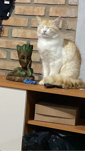 Doa-se gato