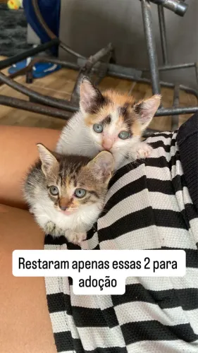 Gatos para adoção 