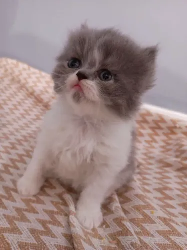 Filhote gato persa macho
