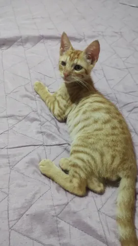 Gatinho pra adoção 