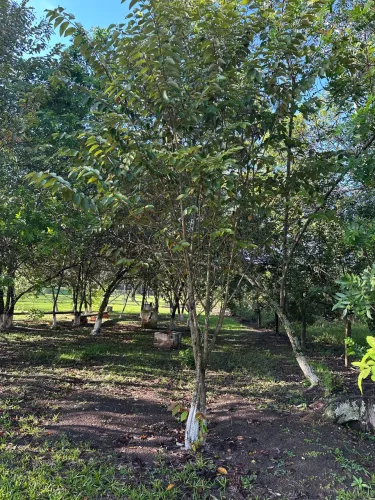 Chácara a venda em Foz 