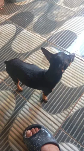 Cachorro 