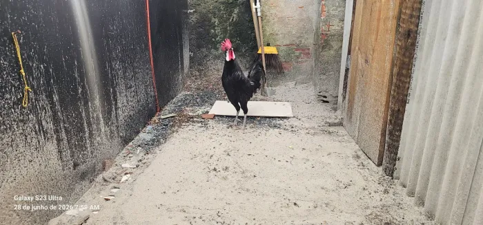 Galo cara de palhaço 
