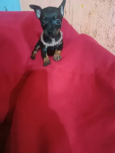 Pinscher