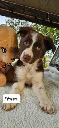 Filhote de Border Collie