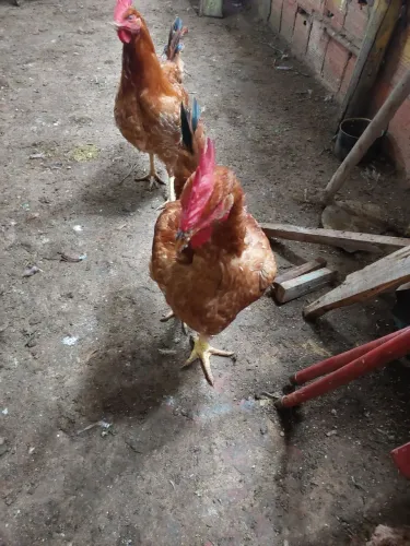 Frango