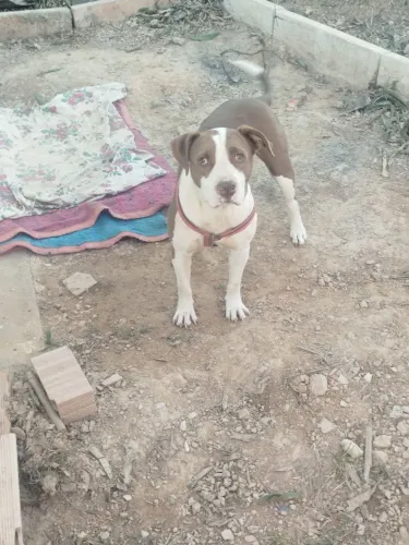 Doação de cachorro pitbull