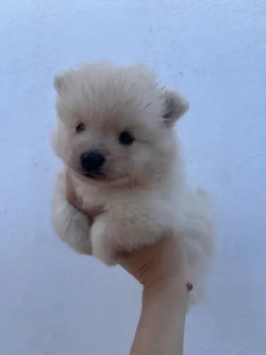E spitz alemão 