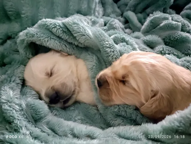 Golden Retriever filhotes machos