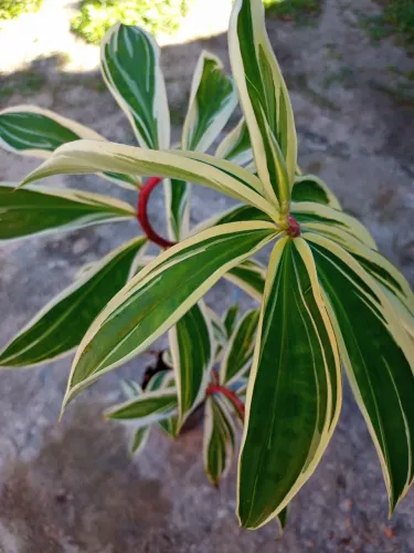 PLANTA CANA INDICA.