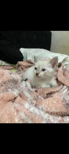 Adoção de lindo gatinho macho carinhoso de 2 meses