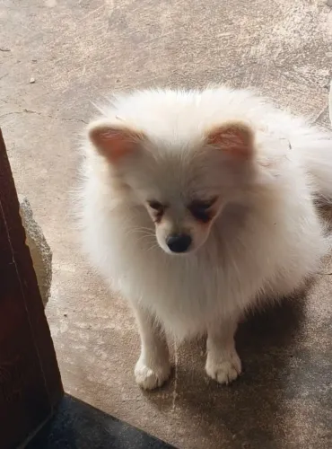 Spitz alemão macho