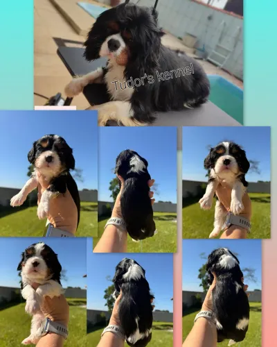 Cavalier King Charles 