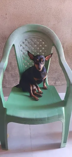 Vendo raça Pinscher