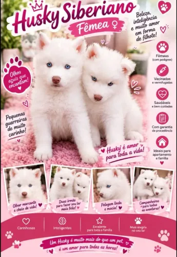 Filhotes de Husky siberianos puros 