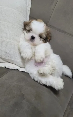 Doa-se shih Tzu *