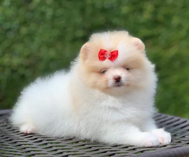 Spitz Alemão/ Lulu da Pomerânia