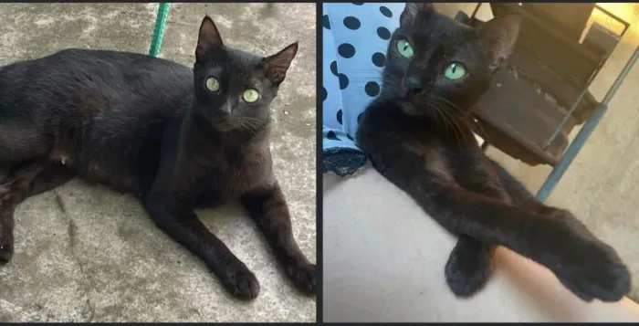 Doa-se gatinha 