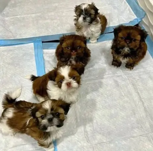 Pequeno cachorro. Grande problema: você vai querer levar todos.