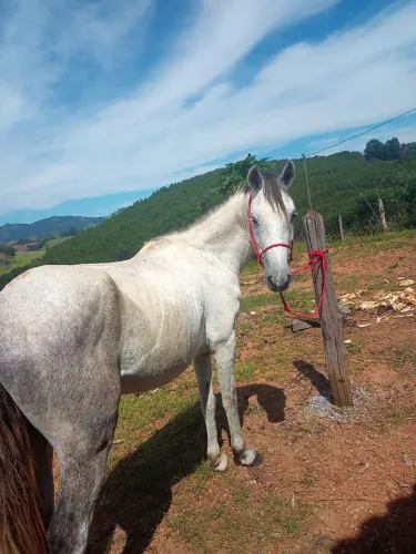 Cavalo tordilho, marcha trotiada macio . Ligeiro, de lida de gado e passeio . 