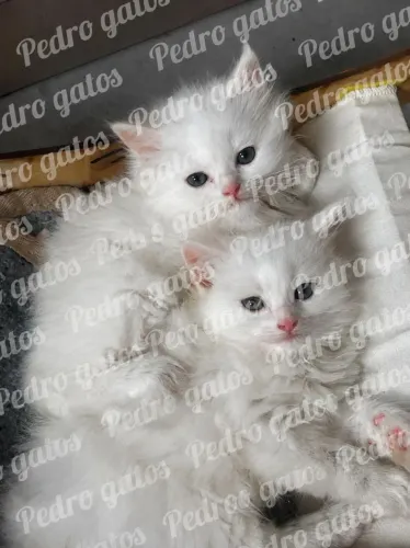 Angora turco parcelo em 12 vezes de 225,00 reais 