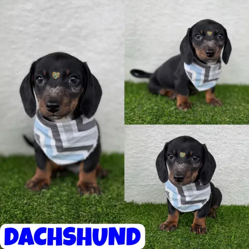 Dachshund Macho (Basset, Cofap, Teckel) - Parcelamos em até 12x