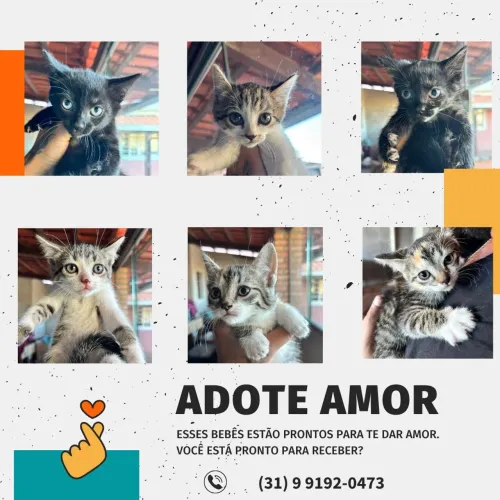 Adoção de gatos filhotes