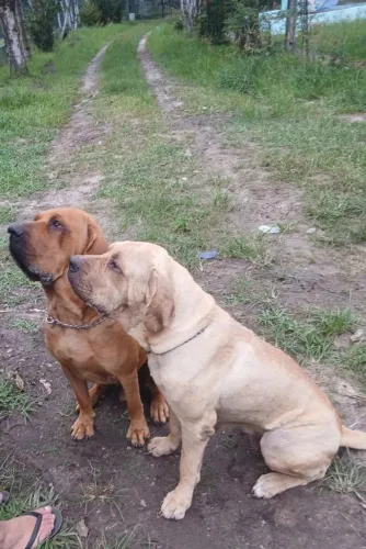 Fila Brasileiro