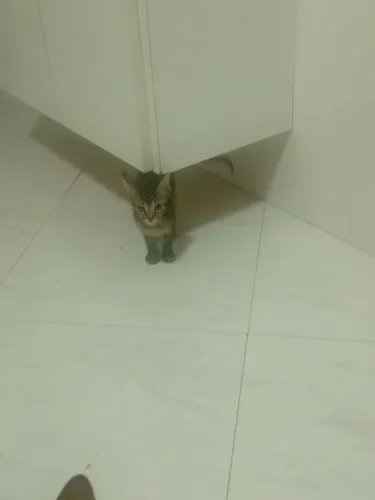 Doação de gatos 