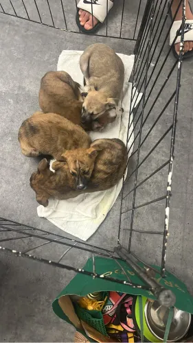 Adoção filhote Cão