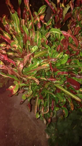 Croton já plantada 
