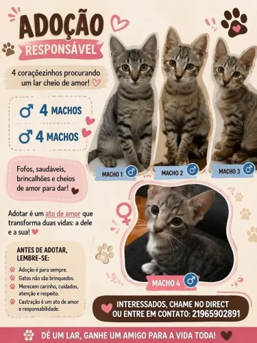 Adoção Responsável de gatinhos
