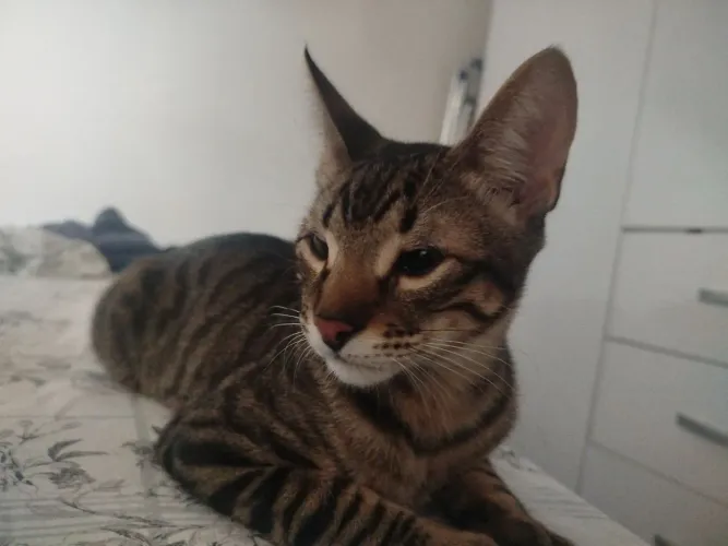 Gato de 5 meses para adoção