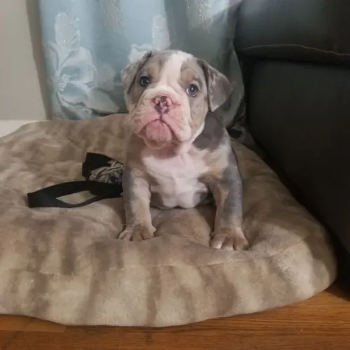 American Bully - Beleza E Simpatia Reunidas Em Um Só Pet 