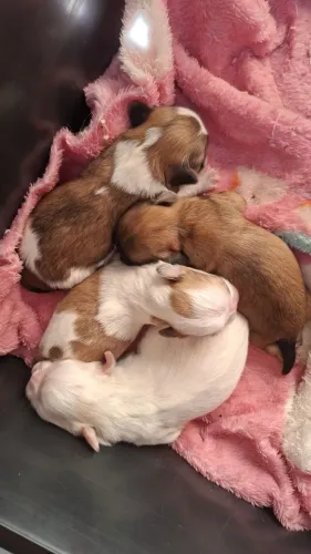 Filhotes de shih tzu