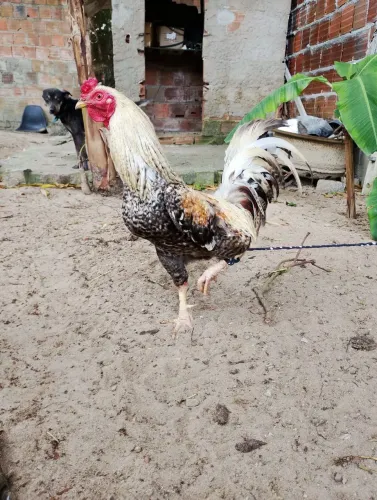 Galo mistiço